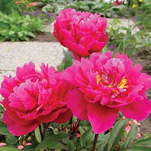 A close up square image of Paeonia &lsquo;Karl Rosenfield&rsquo; flowers growing in a garden border.