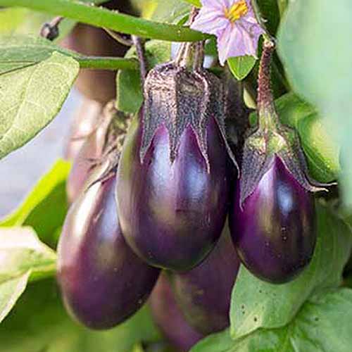 A close up square image of Solanum melongena &lsquo;Patio Baby&rsquo; fruits ready to harvest.