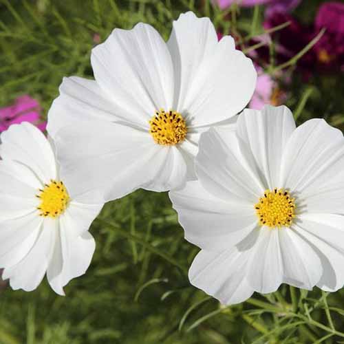 A close up square image of &lsquo;Purity&rsquo; cosmos flowers growing in the garden.
