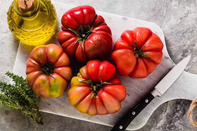 How to Grow Brandywine Tomatoes Gardener’s Path