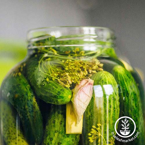 A close up square image of &lsquo;Rhinish Pickle&rsquo; cucumbers in a jar with herbs pictured on a soft focus background.