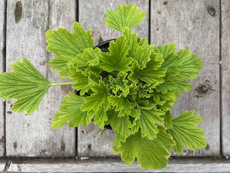 A close up horizontal image of the foliage of a small Pelargonium ‘Orange Fizz’ growing in a pot set on a wooden surface.