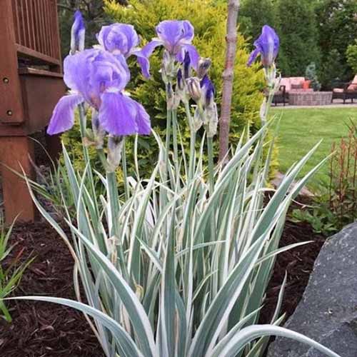 How to Plant and Grow Iris Flowers Gardener’s Path
