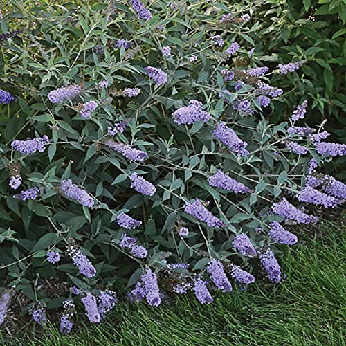 17 of the Best Butterfly Bush Varieties Gardener's Path