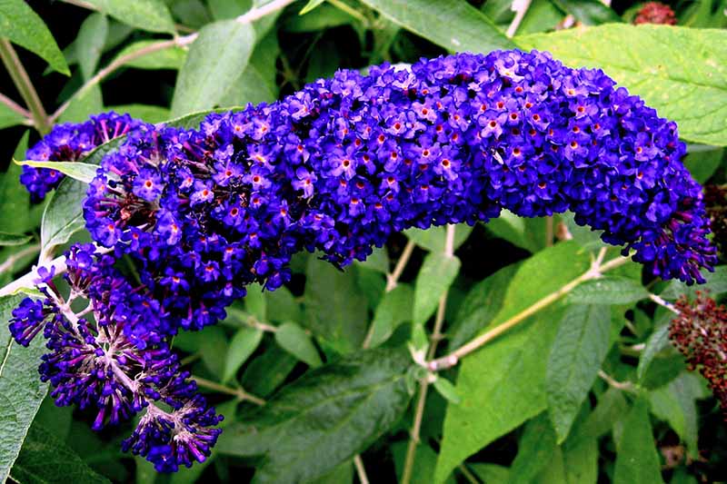A close up horizontal image of &lsquo;Adonis Blue&rsquo; flowers growing in the garden with foliage in soft focus in the background.
