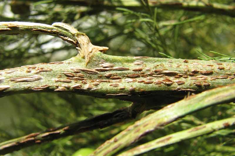 A close up horizontal image of the stem of a plant suffering from asparagus rust, a fungal infection, pictured on a soft focus background.