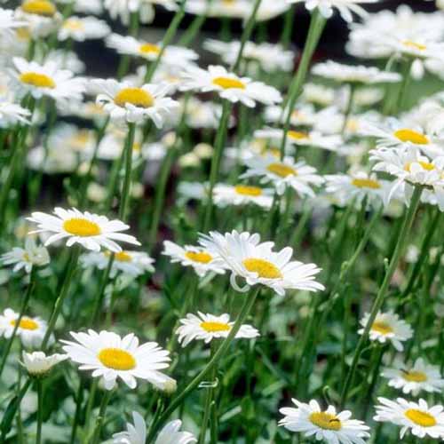 A close up square image of Leucanthemum x superbum ‘Becky’ growing in the garden fading to soft focus in the background.