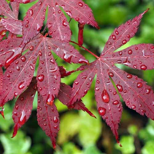 A close up square image of the deep red foliage of Acer palmatum &lsquo;Bloodgood&rsquo; with drops of water on the leaves.