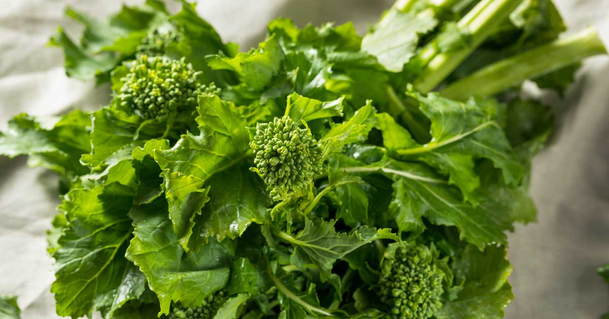 Broccoli Rabe Growing Guides, Tips, and Information Gardener's Path
