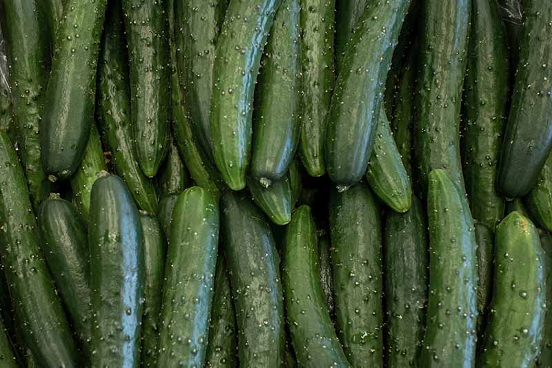 What Are the Different Types of Cucumber Plants? Gardener’s Path