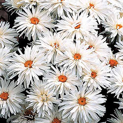 A close up square image of Leucanthemum x superbum ‘Crazy Daisy’ flowers.