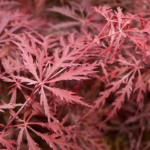 A close up square image of the deep red foliage of Acer palmatum &lsquo;Crimson Queen&rsquo; Japanese maple.
