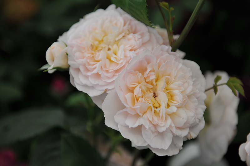 All About David Austin English Roses Gardener’s Path