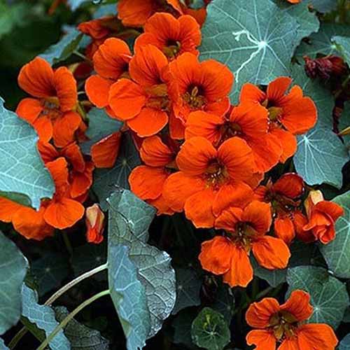 A close up square image of Tropaeolum &lsquo;Empress of India&rsquo; with red flowers contrasting with dark green foliage.