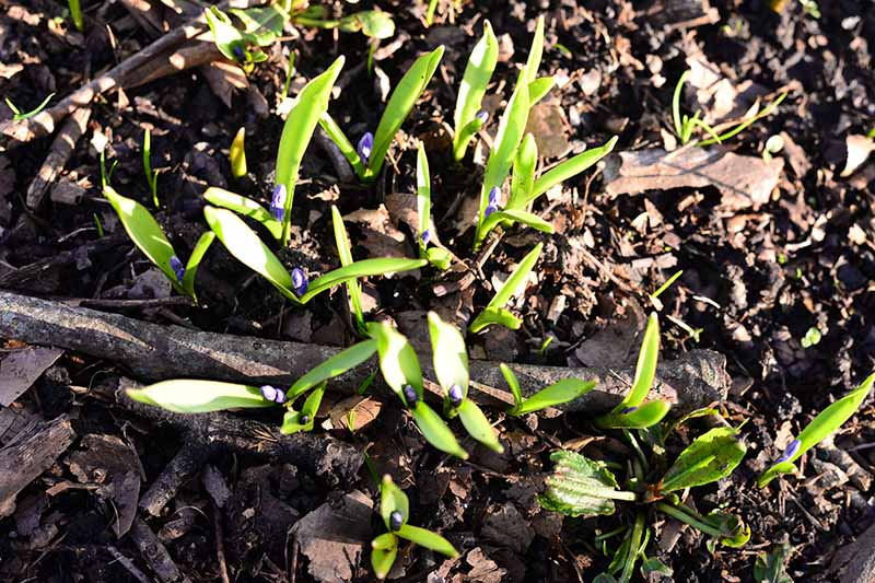 A close up horizontal image of Hyacinthoides non-scripta seedlings pushing through the ground in early spring.