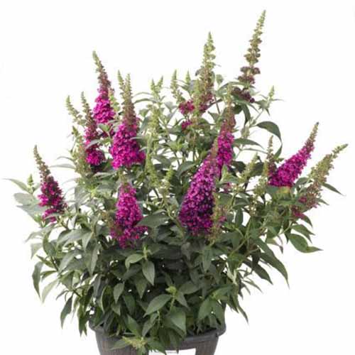 A close up square image of Buddleia &lsquo;Hot Raspberry&rsquo; growing in a black container isolated on a white background.