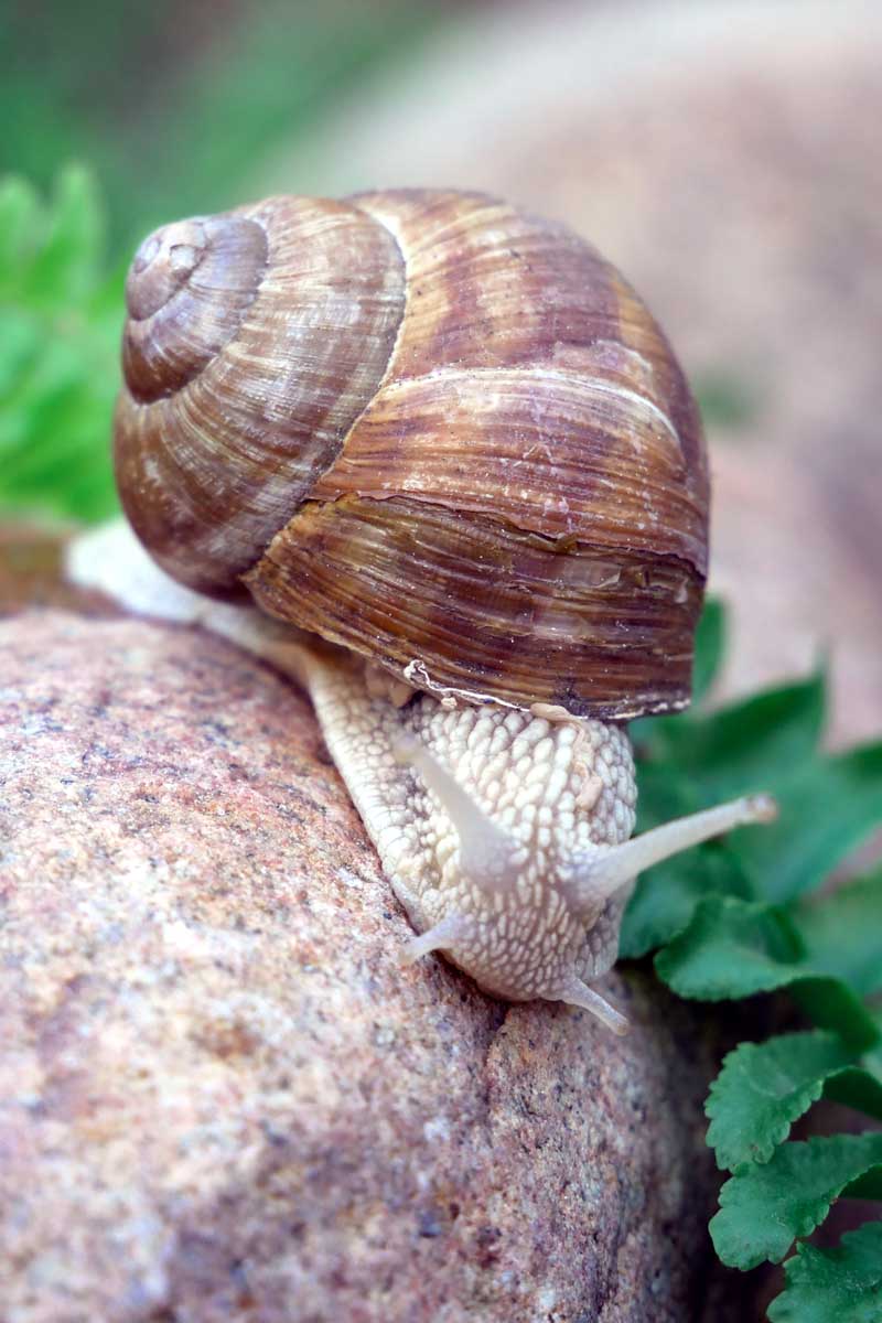How to Protect Your Garden from Slugs and Snails Gardener’s Path