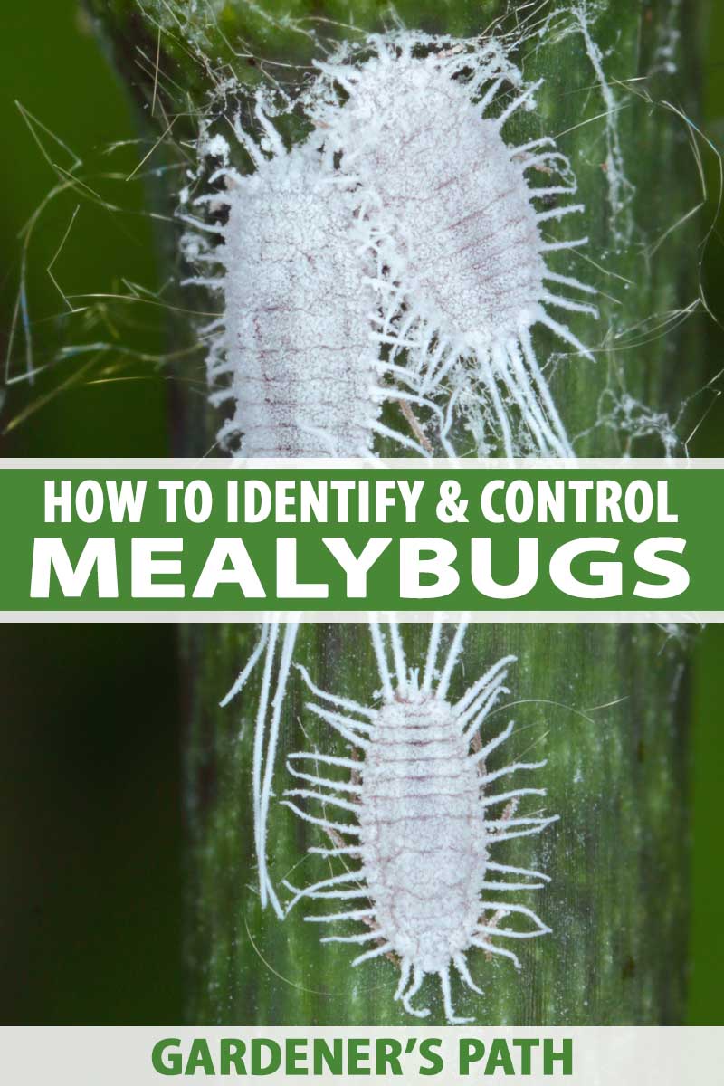 How to Identify and Control Mealybugs Gardener’s Path