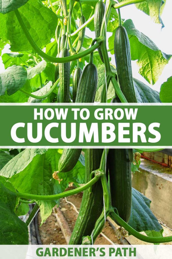 How to Plant and Grow Cucumbers Gardener’s Path