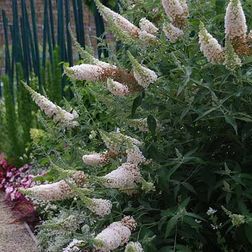 A close up square image of Buddleia &lsquo;Ivory&rsquo; growing in a garden border.