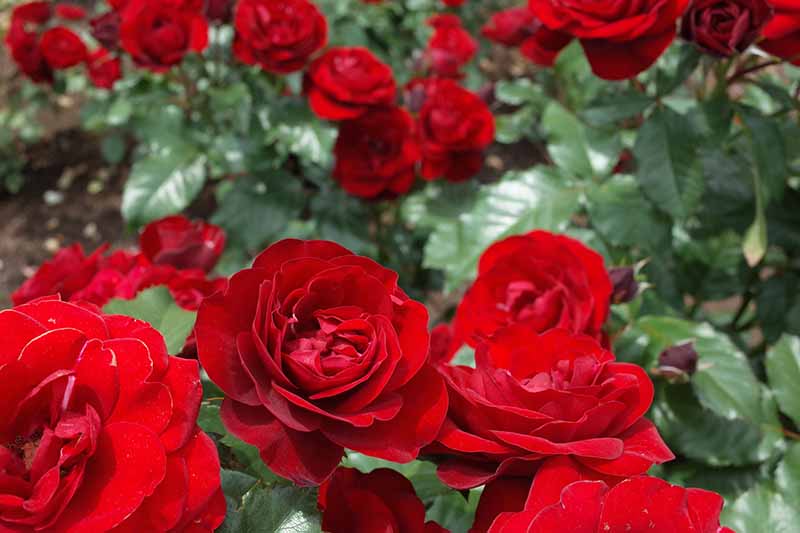 13 of the Best Hardy Rose Types Gardener’s Path