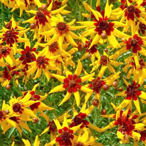A close up square image of ‘Mardi Gras’ coreopsis with yellow petals and red centers.