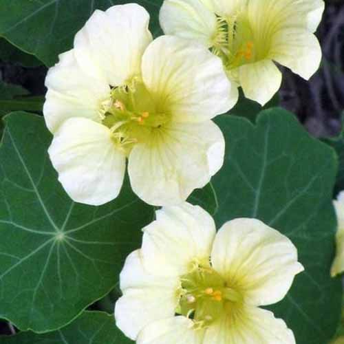 A close up square image of white Tropaeolum &lsquo;Moonlight&rsquo; flowers with foliage in soft focus in the background.