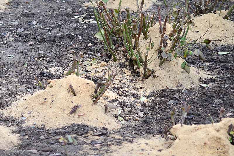 How to Plant and Care for Bare Root Roses Gardener’s Path