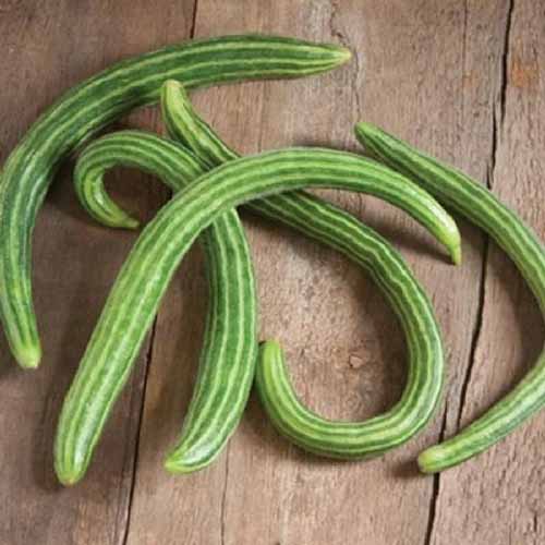 A close up square image of long thin ‘Painted Serpent’ cucumbers set on a wooden surface.