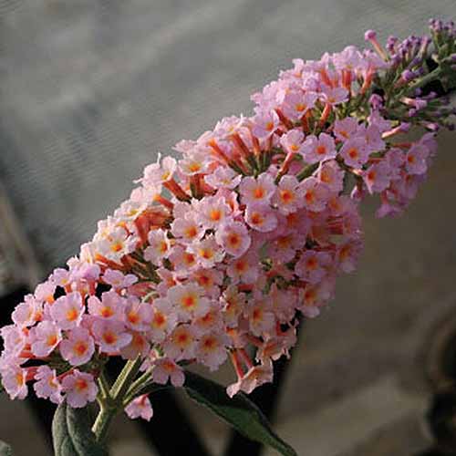 A close up square image of Buddleia &lsquo;Peach Cobbler&rsquo; flowers with light pink petals and orange centers, pictured on a soft focus background.