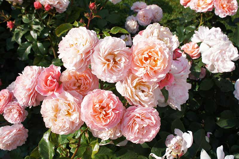 How to Buy Rose Bushes for the Garden Gardener’s Path