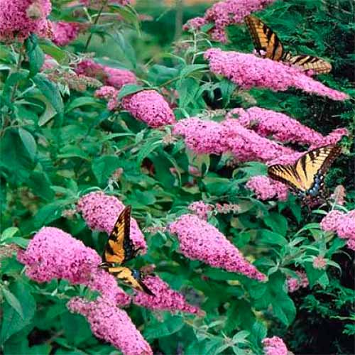 A close up square image of Buddleia &lsquo;Pink Delight&rsquo; growing in the garden with butterflies on the light pink flowers.