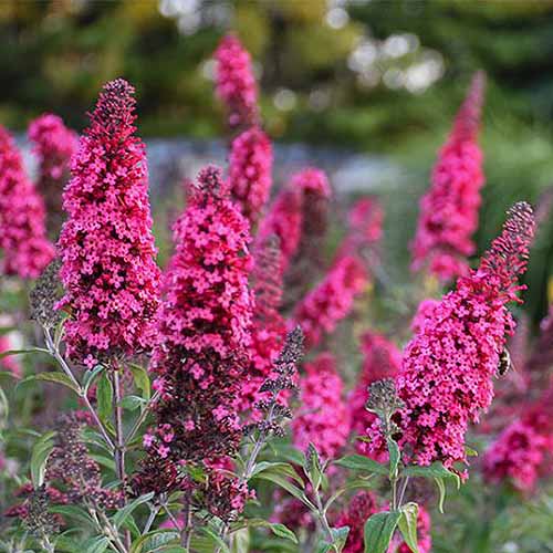 A close up square image of Buddleia &lsquo;Prince Charming&rsquo; flowers growing in the garden.