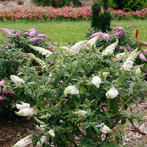 A close up square image of Buddleia &lsquo;Pugster White&rsquo; growing in a garden border with other shrubs in the background.
