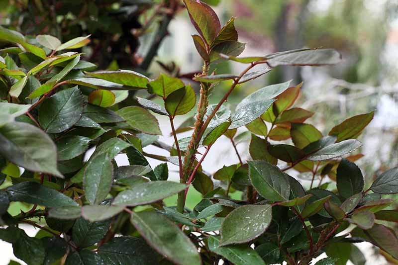 A close up horizontal image of a plant that his infested with aphids pictured on a soft focus background.