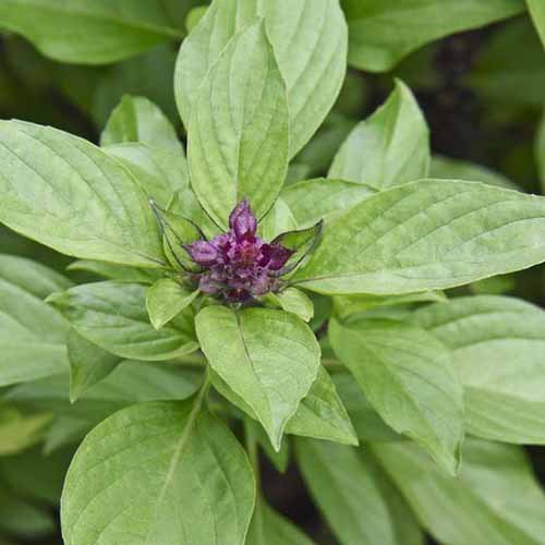 A close up square image of Ocimum basilicum var. thyrsiflora ‘Siam Queen’ growing in the garden.