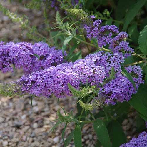 A close up square image of Buddleia &lsquo;Sky Blue&rsquo; flowers pictured on a soft focus background.