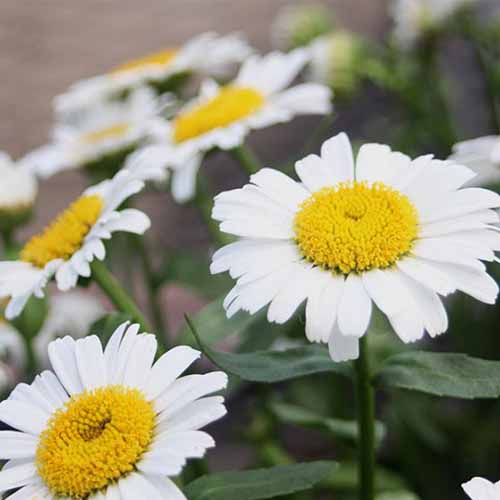 A close up square image of Leucanthemum x superbum ‘Snow Lady’ flowers pictured on a soft focus background.