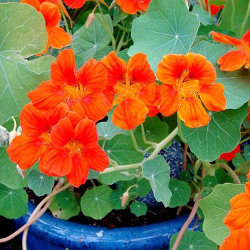 A close up square image of bright red Tropaeolum &lsquo;Spitfire&rsquo; flowers growing in a blue ceramic pot.