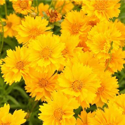 A close up square image of a mass of bright yellow ‘Sunburst’ flowers growing in the garden.