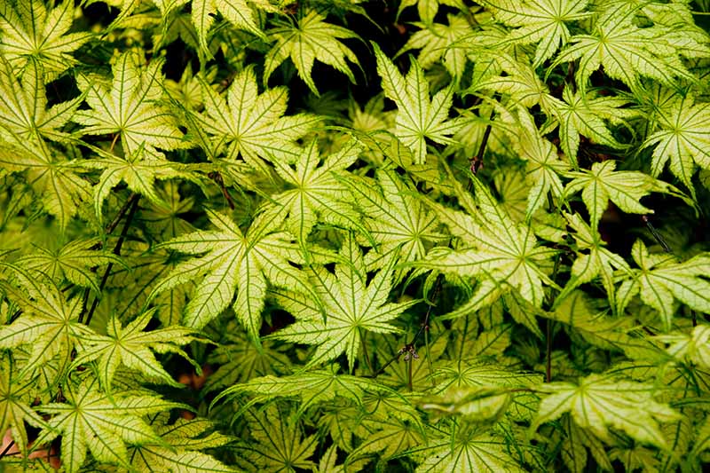A close up horizontal image of the variegated foliage of Acer palmatum &lsquo;First Ghost&rsquo; growing in the garden.