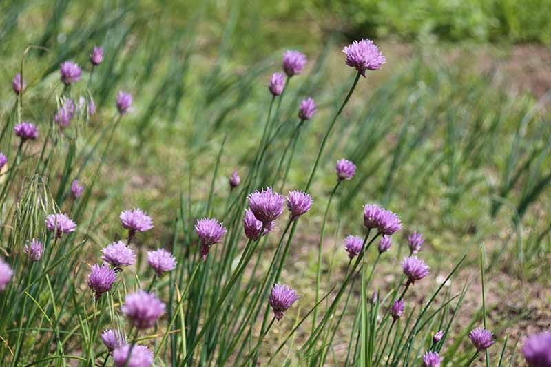 What To Do With Wild Chives Gardener S Path gardenerpath