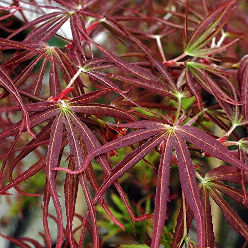 21 of the Best Japanese Maple Varieties Gardener’s Path