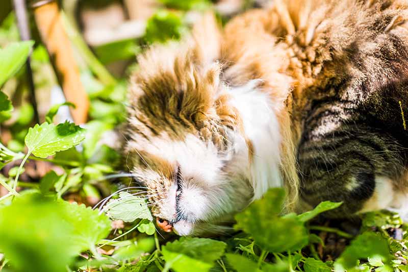 A close up horizontal image of a large cat that appears to be drunk, lying in a stand of catnip. I’d be suspicious that he’s eaten plenty of it and now needs a rest in the sunshine.