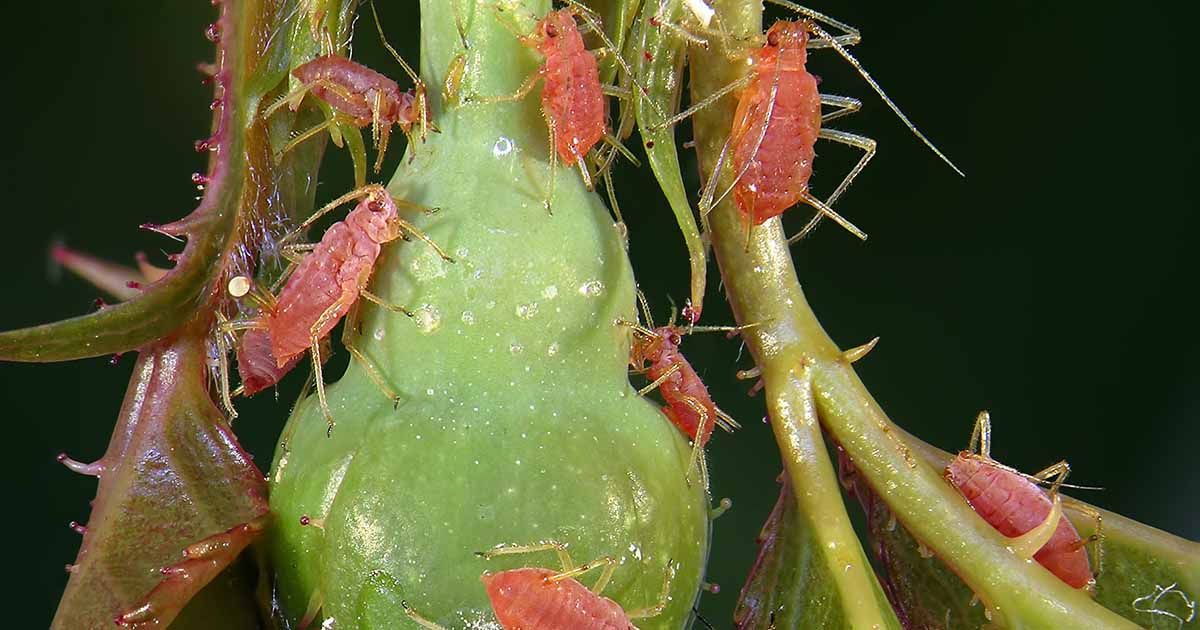 How to Control Aphids on Roses Make House Cool
