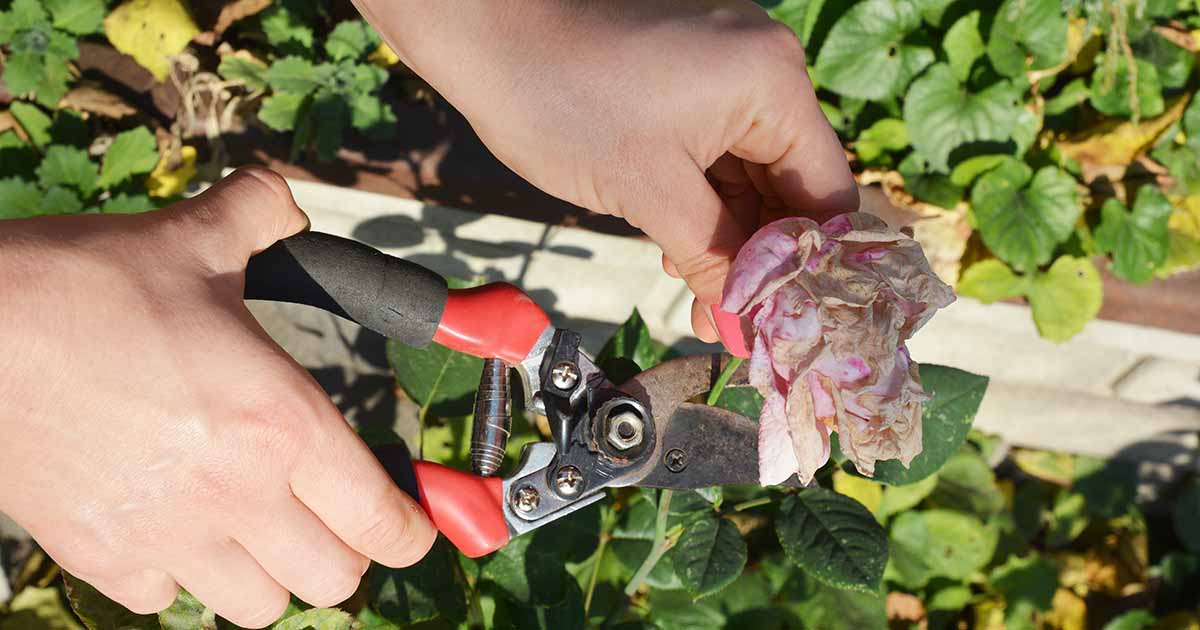 How to Deadhead Roses Gardener’s Path