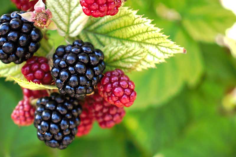 Do Blackberries Need Full Sun canvasly