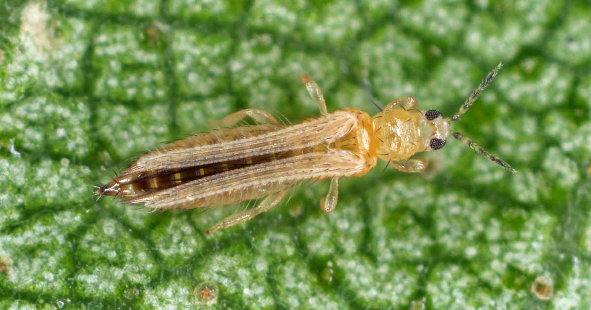 Western Flower Thrips Life Cycle Best Flower Site