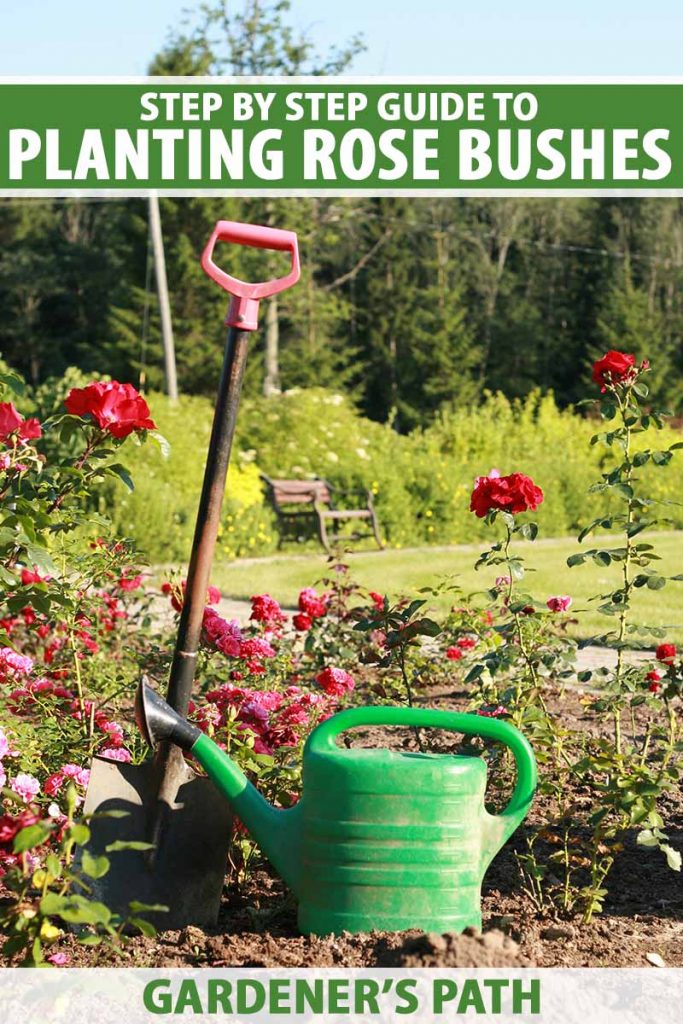 A close up vertical image of a spade and watering can in a rose garden with trees, shrubs, and lawn in soft focus in the background. To the top and bottom of the frame is green and white printed text.