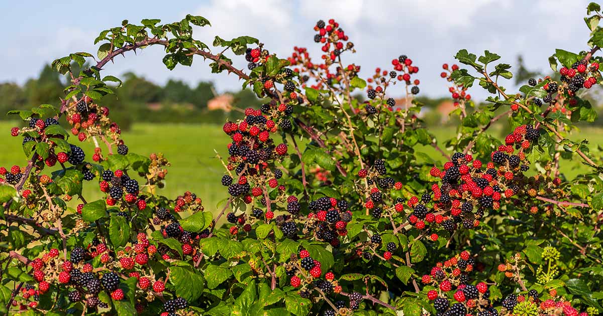 How to Prune Blackberries Gardener’s Path